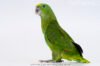 Yellow Naped Amazon