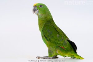 Yellow Naped Amazon