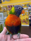 Screenshot 2025-08-21 063739 Rainbow lorikeet