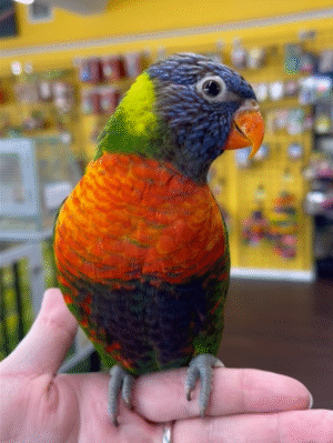 Rainbow lorikeet