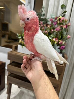 Lutino Galah Cockatoo