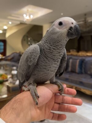 African Grey