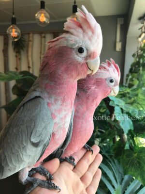 Galah cockatoo